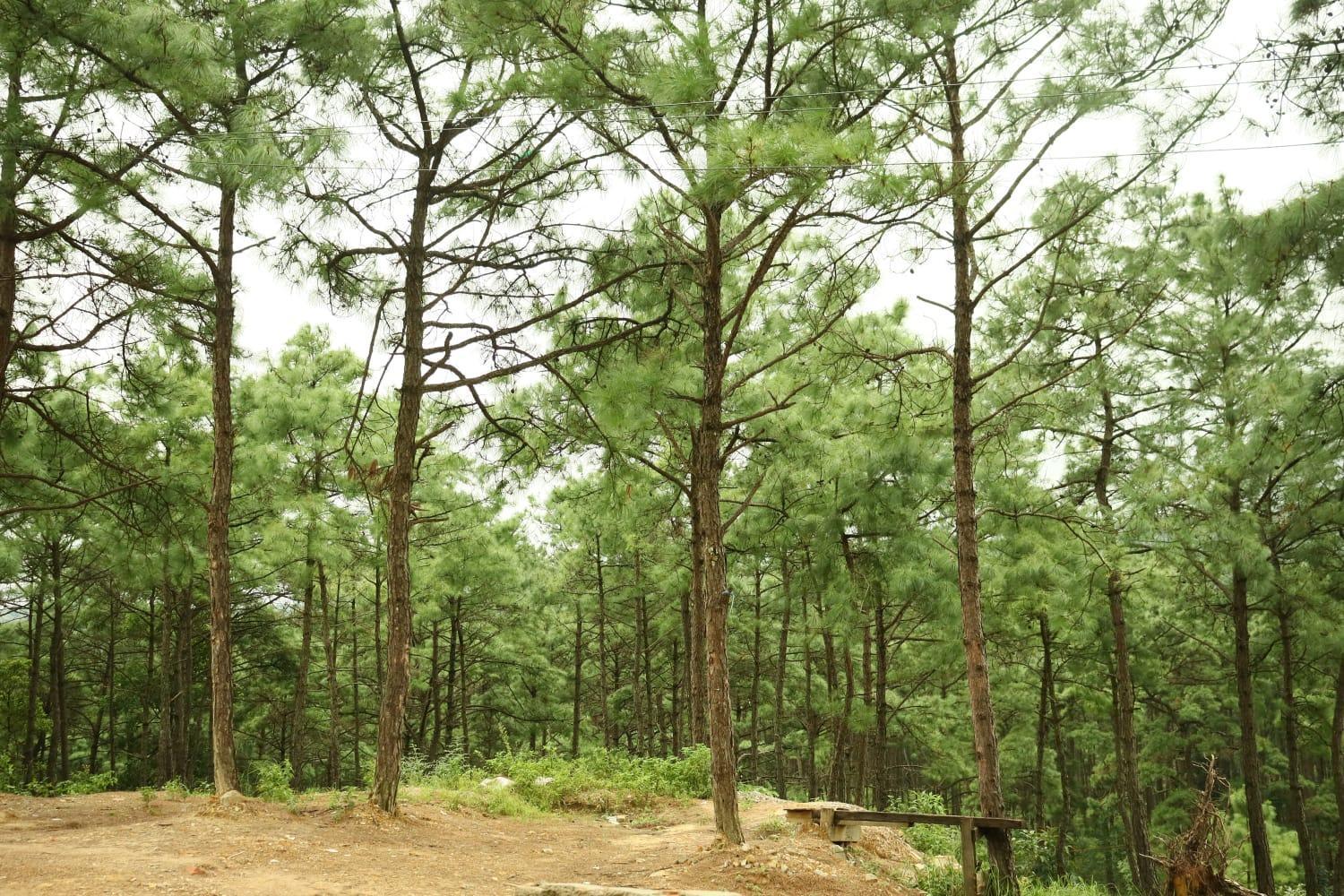 Pine Tree Lodge Shillong Extérieur photo